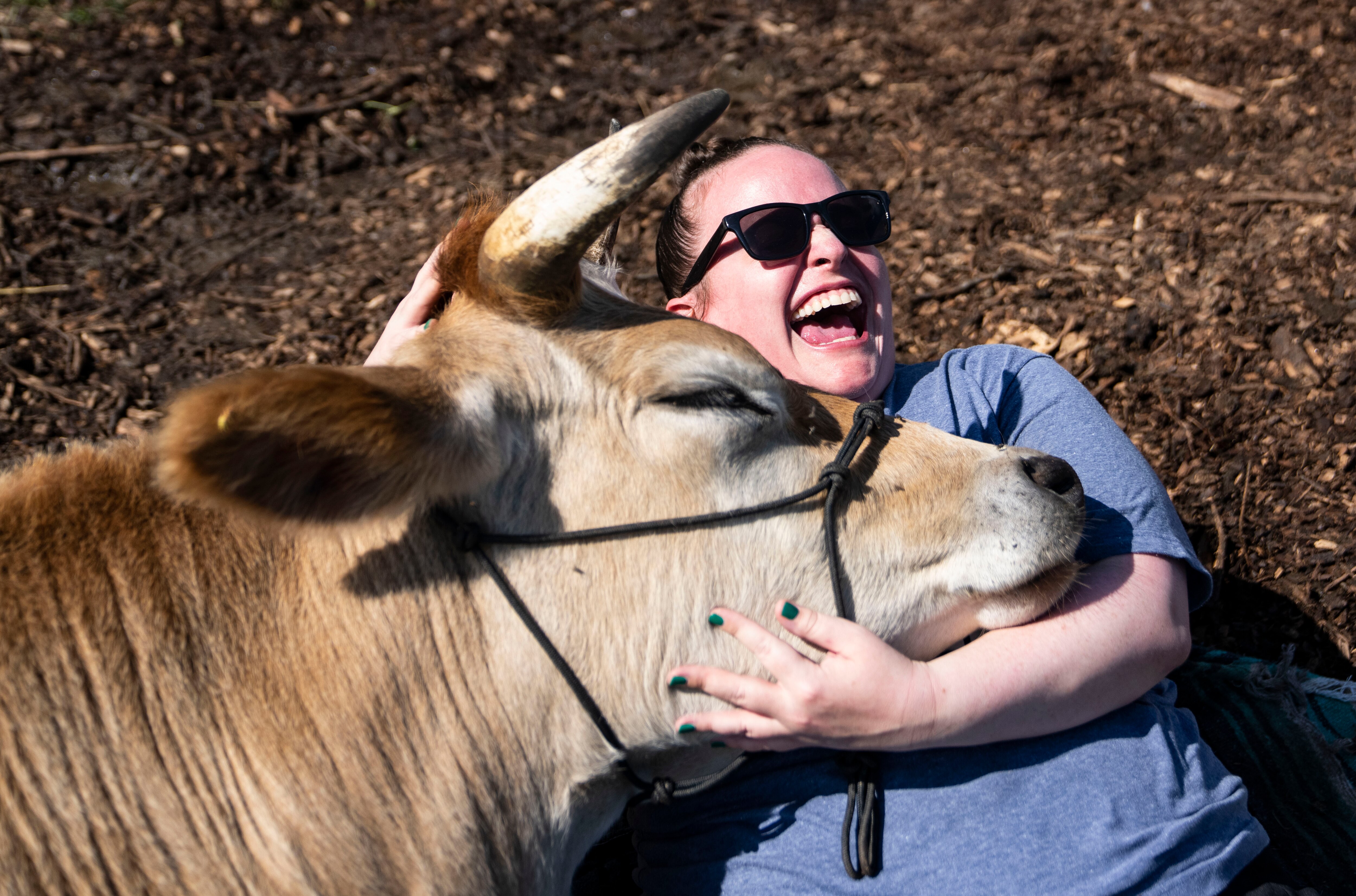 Caitlin Moore cuddles Crackle at Clarksville Cow Cuddling at Mary’s Land Farm in Ellicott City, Oct. 3, 2024.