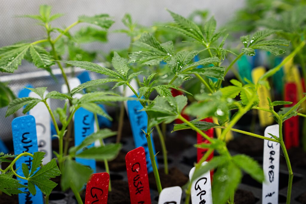 A close-up of some of Loudy Puff Boyz and Gurlz Klub's strains of cannabis plants.