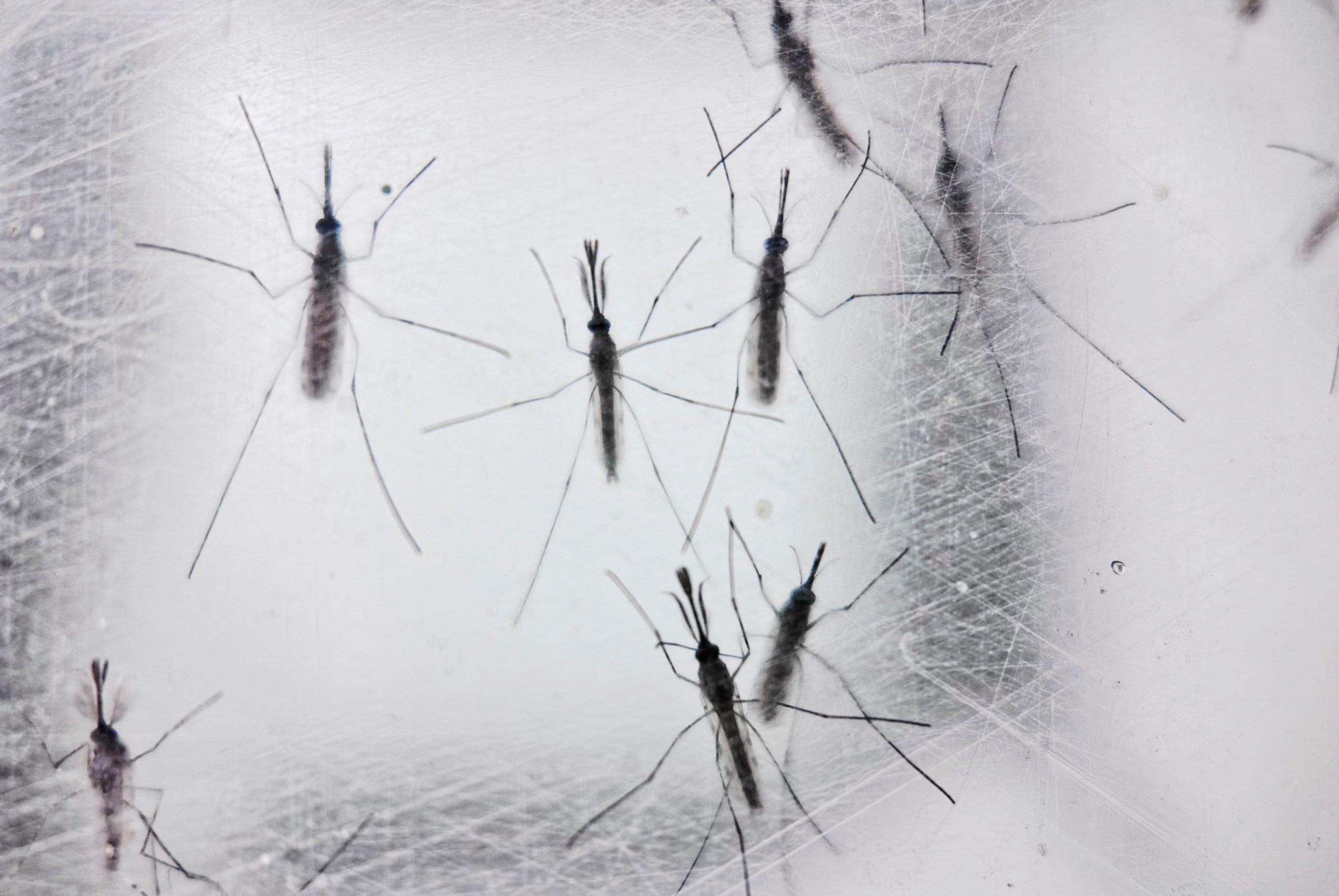 Mosquito colonies in the insectary at Johns Hopkins Bloomberg School of Public Health are housed in clear boxes in a climate-controlled room and fed sugar to sustain them.