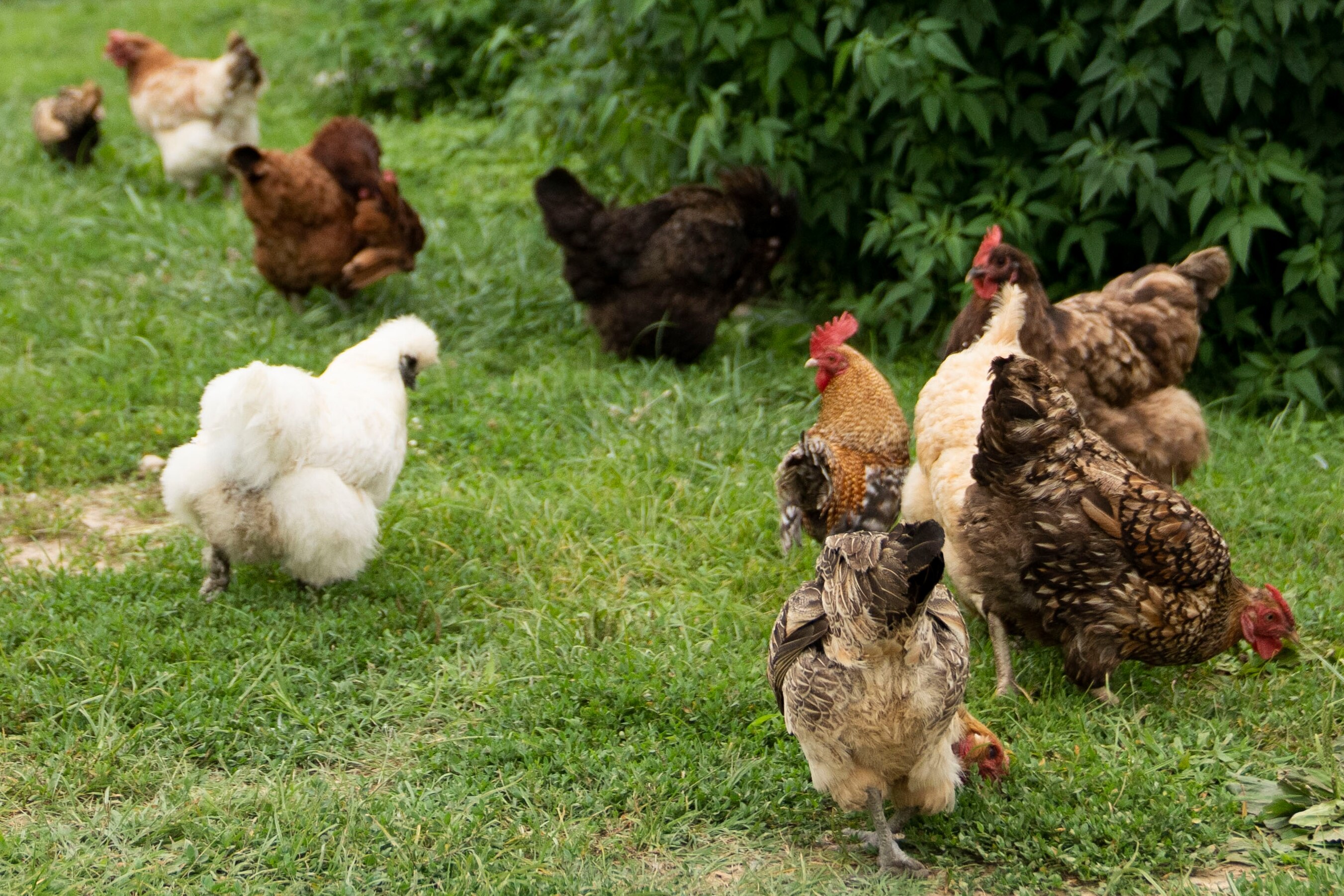 Chickens graze at the Filbert Street Garden in Baltimore, Thursday, August 3, 2023.
