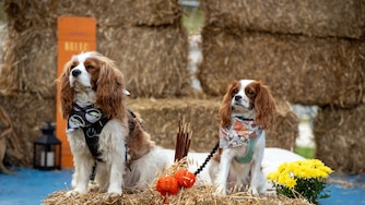 Dogs in the costume contest at 2024's Barks & Brews Fall Festival at Pop-Up Park in North Bethesda. This year's edition takes place Oct. 25.