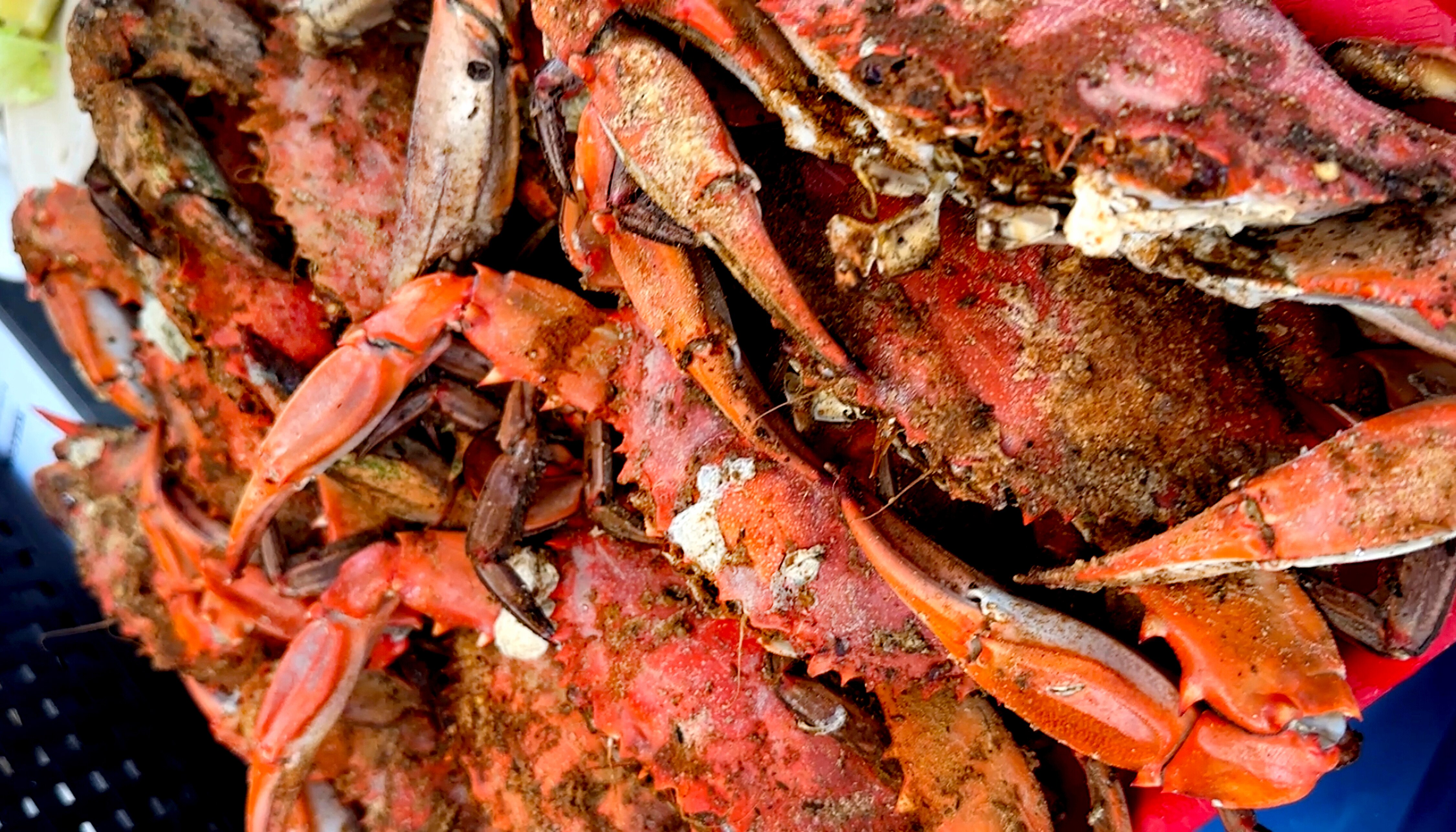 The Maryland Department of the Environment says blue crabs don’t contain concerning levels of PFAS, or forever chemicals.