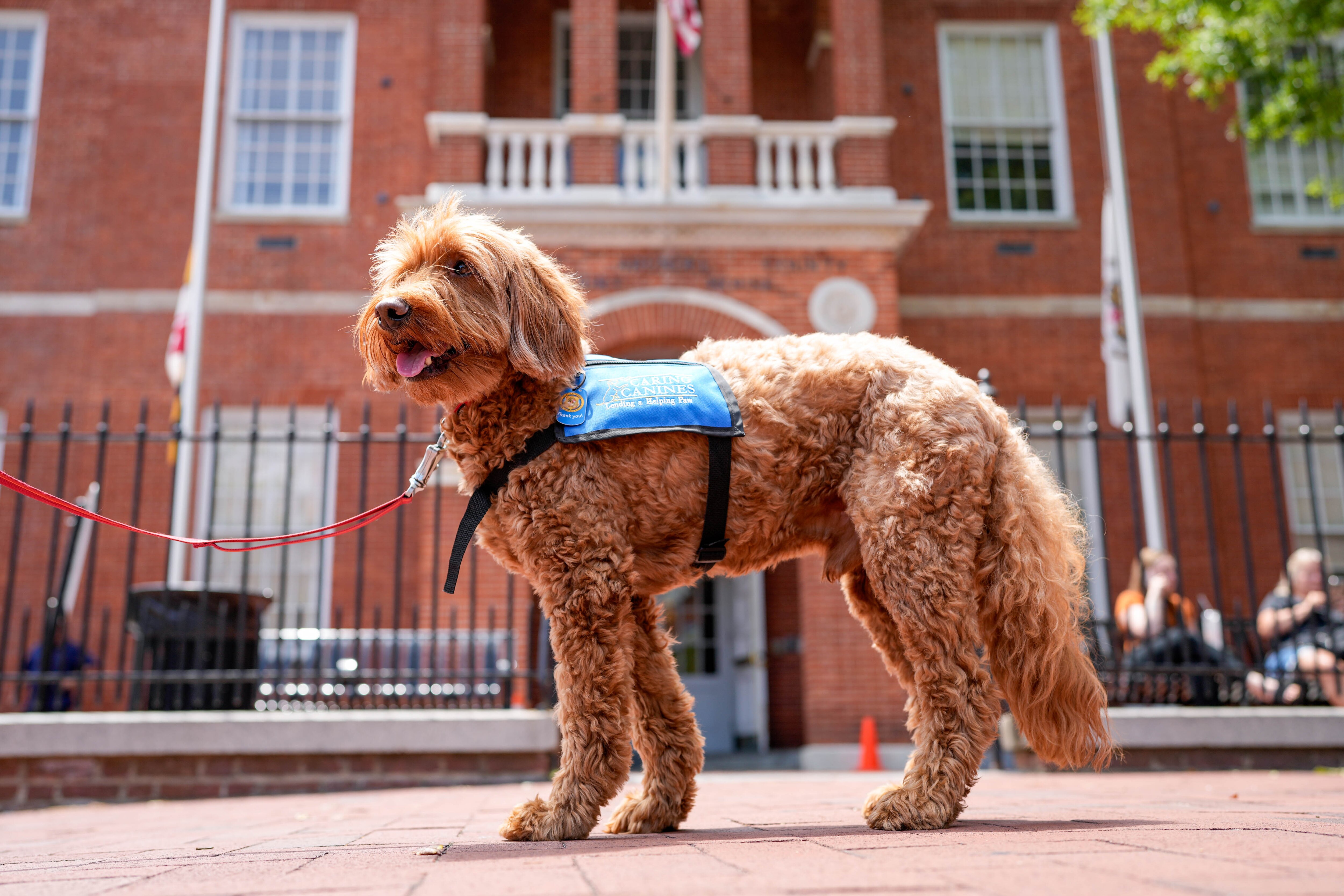 Ziggy, a therapy dog with Caring Canines Pet Therapy Program, is pictured on Friday outside the Anne Arundel County Courthouse in Annapolis.