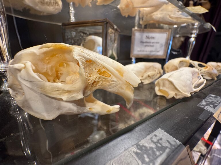 Animal skulls on display at Bazaar in Hampden.