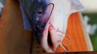 A Blue Catfish is measured during the Annual Nanticoke River Invasive Fishing Derby Saturday, July 19, 2025, in Sharptown.