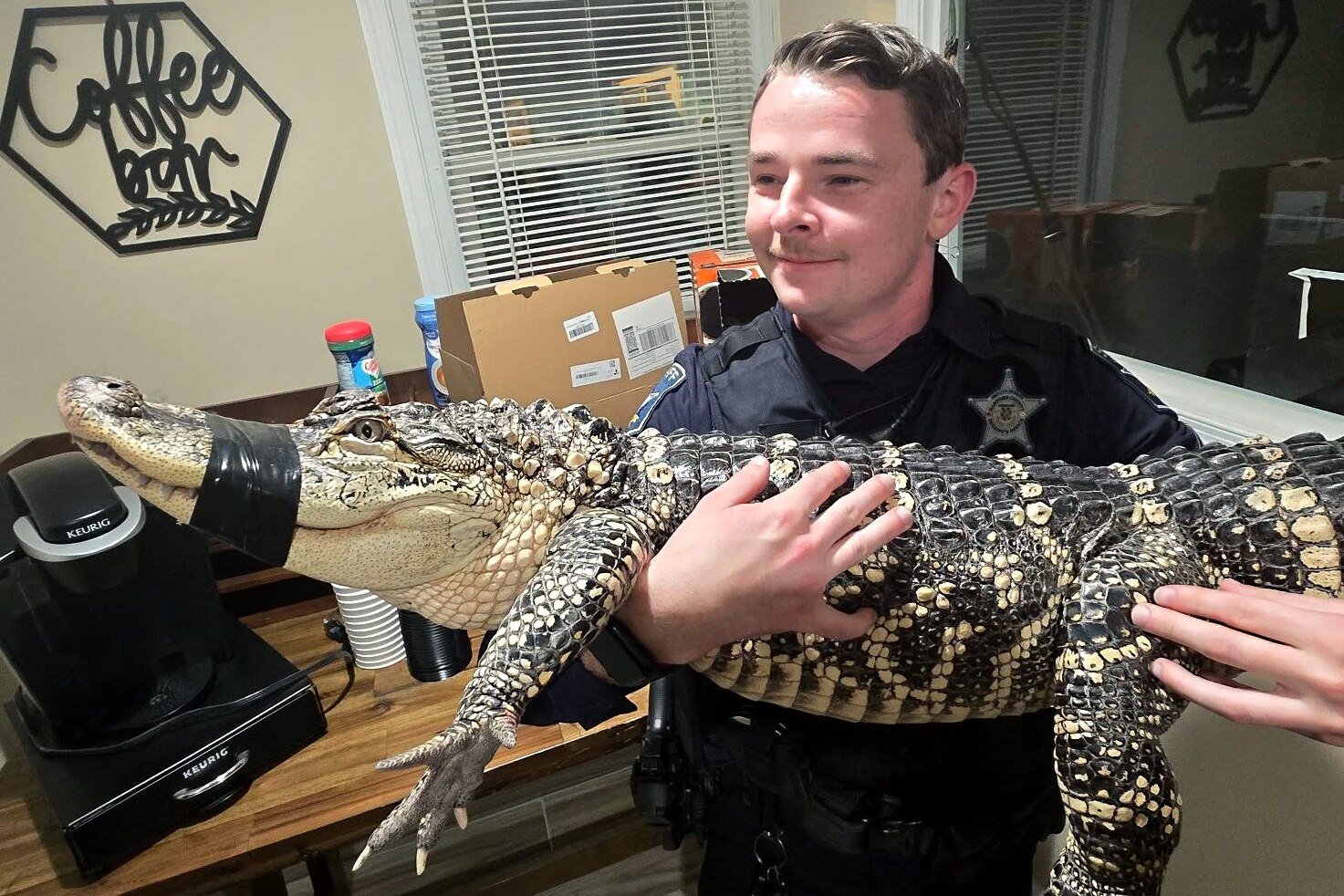 Deputies from the Harford County Sheriff's Office responded to a call on Thursday about an alligator in the parking lot of a local reptile shop.