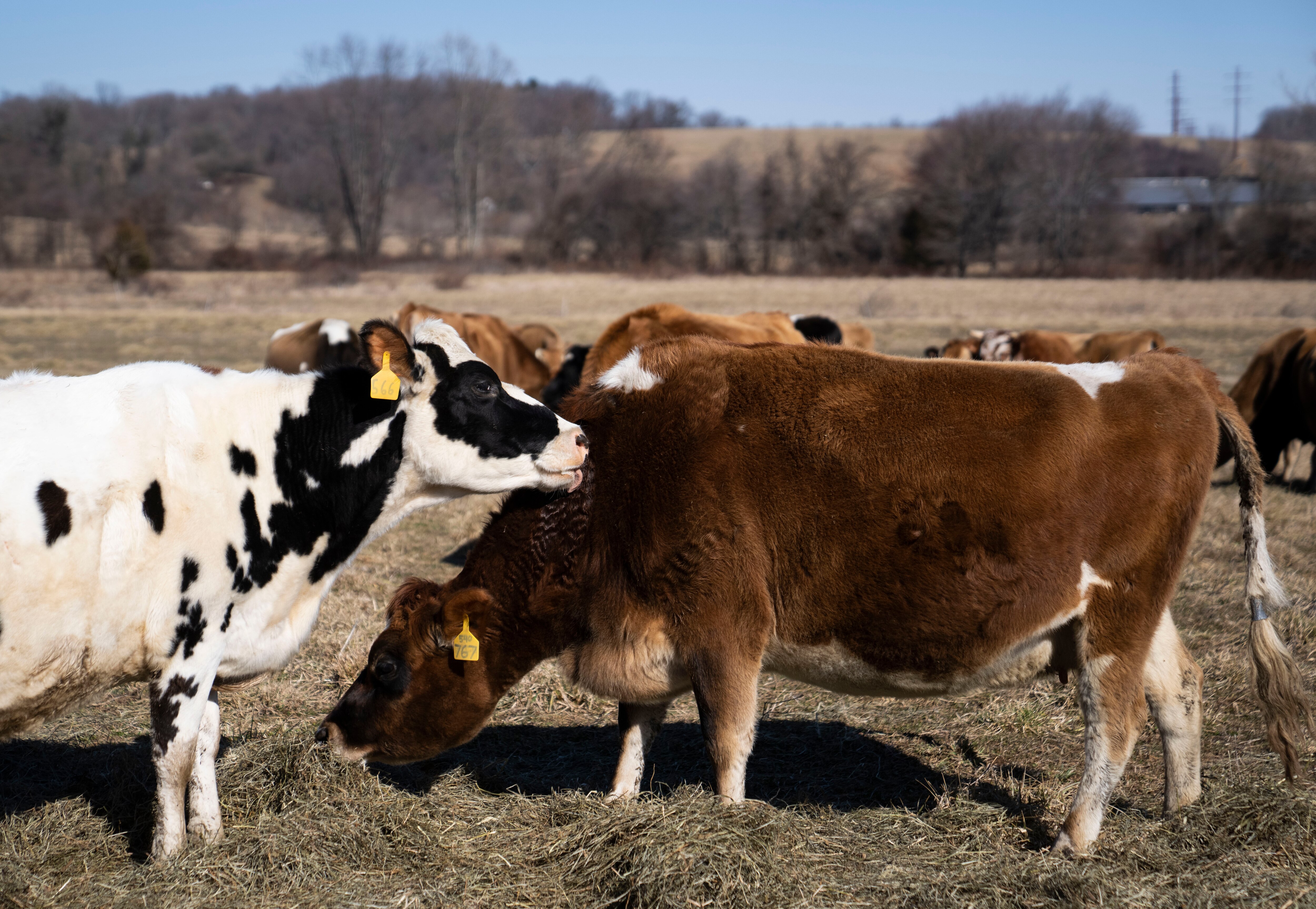 Cows eating at Prigel Family Creamery in Glen Arm, Friday, February 14, 2025.