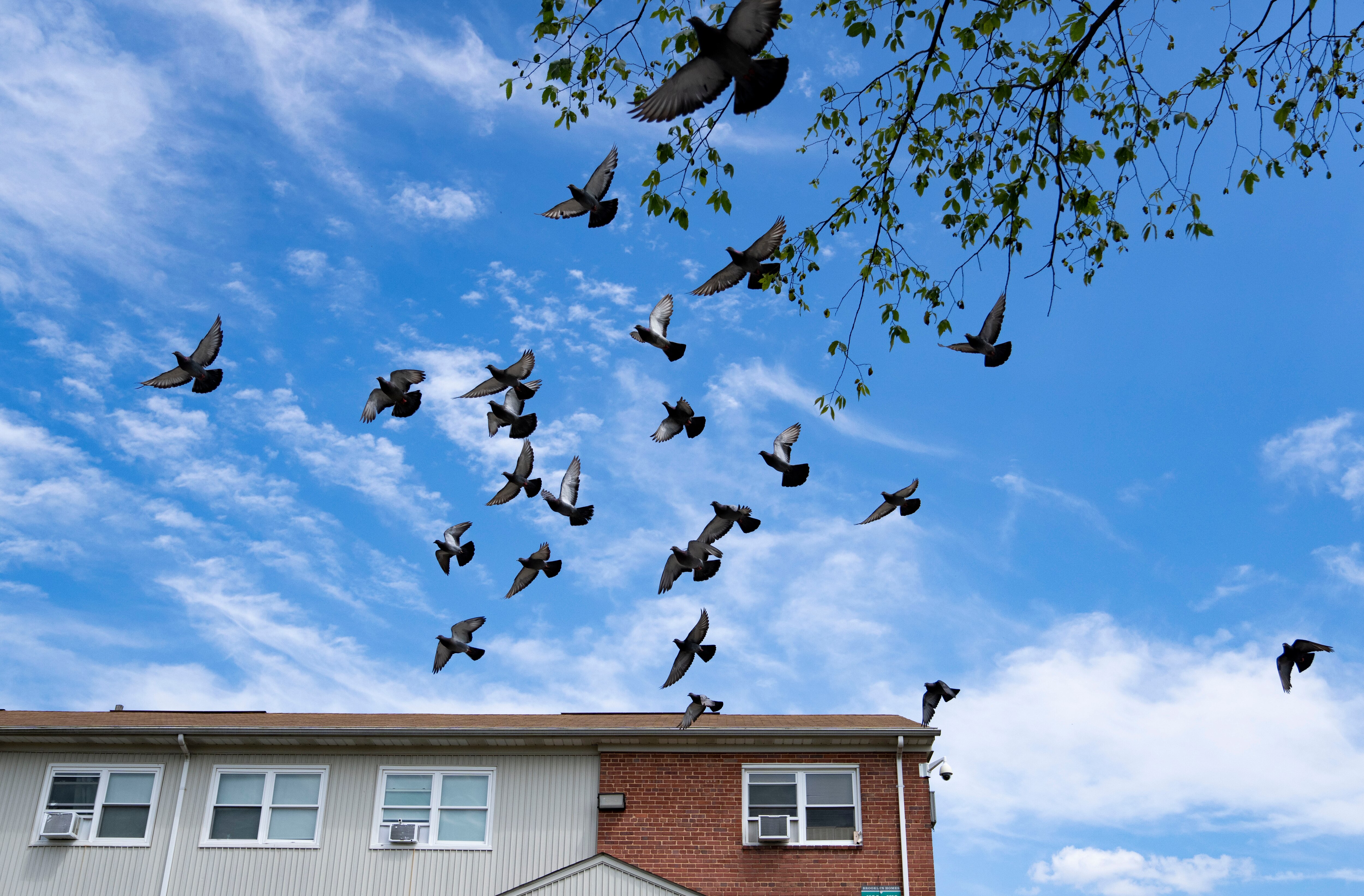Thousands of migrating birds will be in the Baltimore area, Oct. 10, 2024.