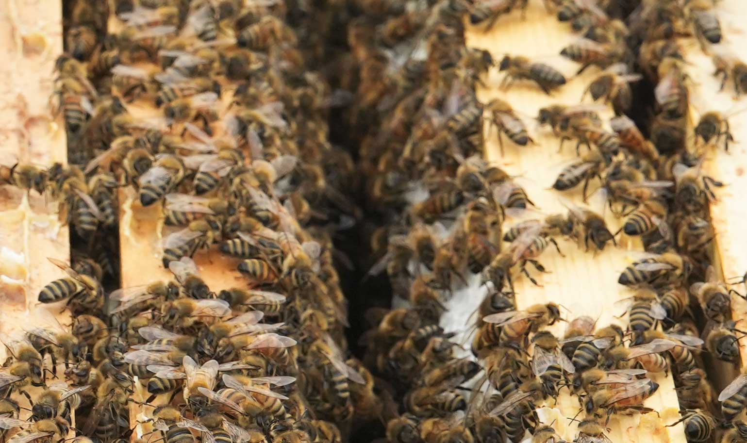 Maryland has a long history of beekeeping. 