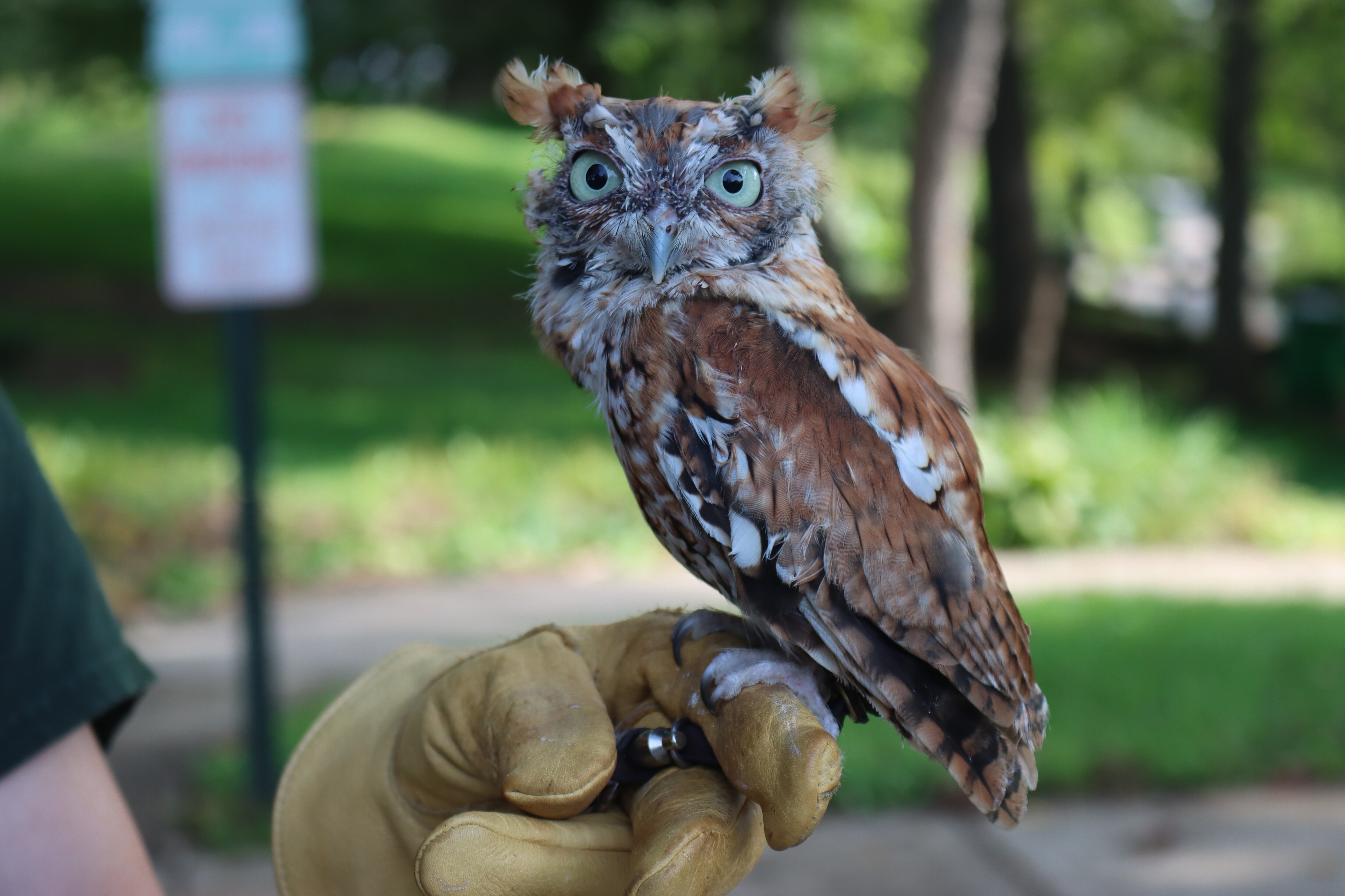 Monty the Eastern Screech Owl perches on the Howard County Conservancy land manager Tabby Fique's hand, Aug. 29, 2024. Monty is the newest addition to the resident animals on the conservancy's 232 acres.